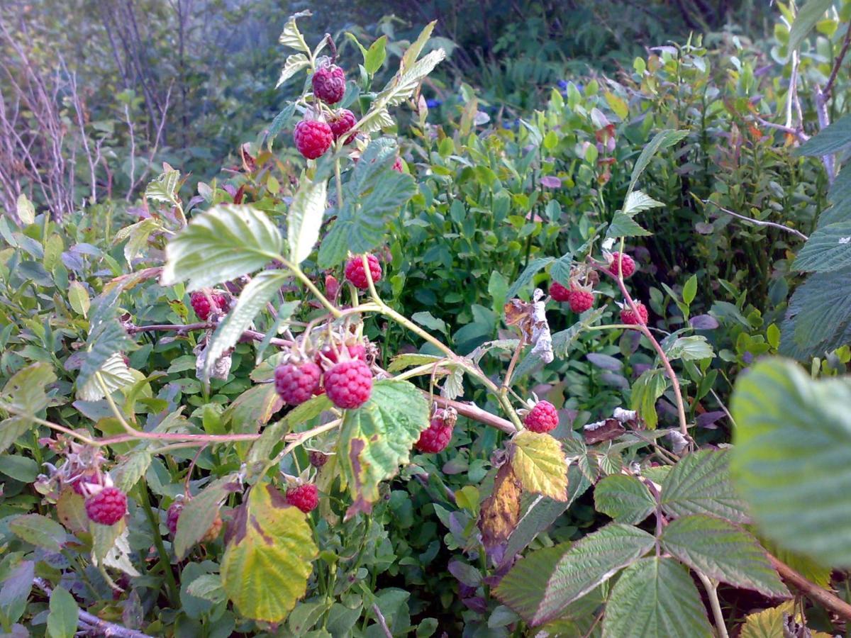 Zelena Dacha 2* Drahobrat